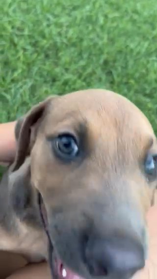 Puppy-Dog in Phoenix, Arizona