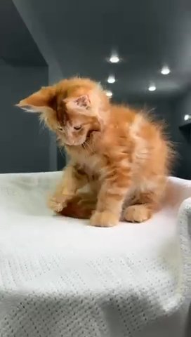 Maine Coon Oliver in Philadelphia, Pennsylvania