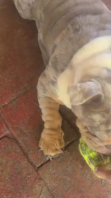 English Bulldog Merle Tri in Sunrise, Florida