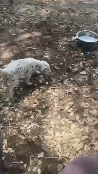 Dalmation Puppys! in Erie, Pennsylvania