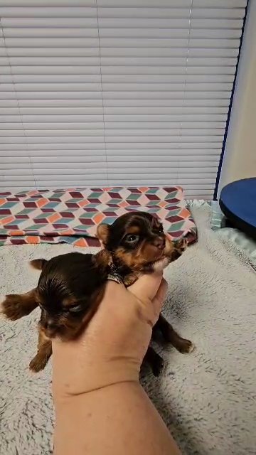 One Chocolate & Tan Yorkie Girl available out of the 2 video! in Augusta, Georgia