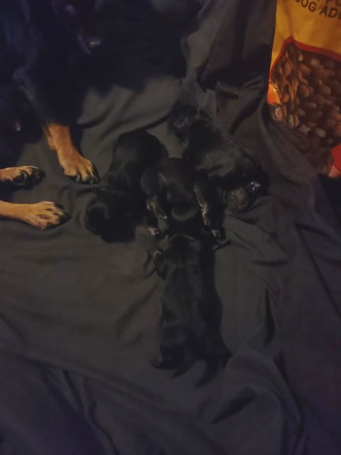 Small Breed Puppies in Syracuse, New York