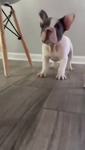 French Bulldog in Charlotte, North Carolina