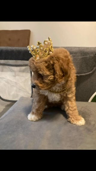 Toy Poodle SOLD in Marietta, Georgia