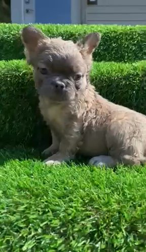 Fluffy Frenchie Female in Jackson, Tennessee