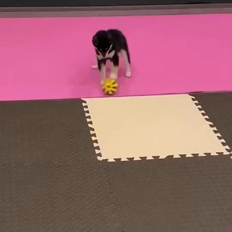 Gorgeous Shiba Inu Puppy For Sale in Pittsburgh, Pennsylvania