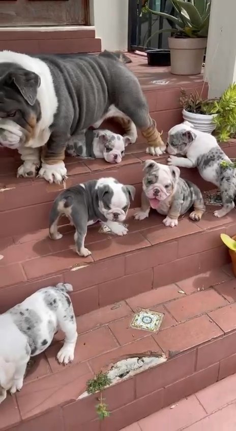English Bulldogs in New Iberia, Louisiana