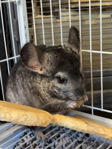 BLACK MALE CHINCHILLA in Seabrook, Texas