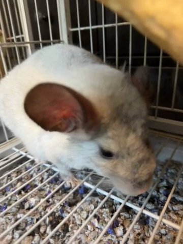 VIOLET MALE CHINCHILLA in Seabrook, Texas
