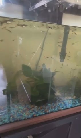 FREE Male And Female Guppies, Plus Tank And Decor in Herndon, Virginia