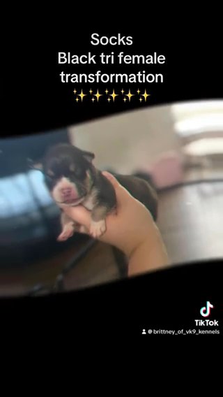 Black Tri Female in Battle Creek, Michigan