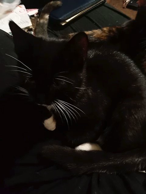 Mr. Black in Harrisonburg, Virginia