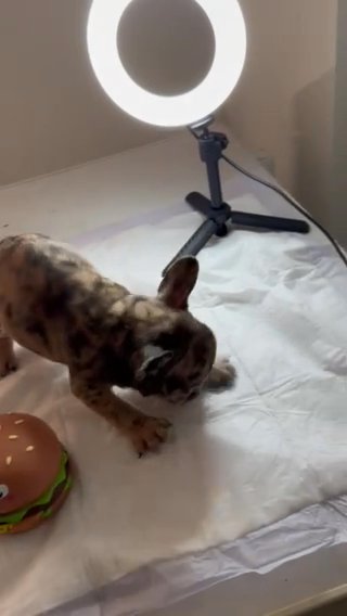 French Bulldog in Lakeland, Florida