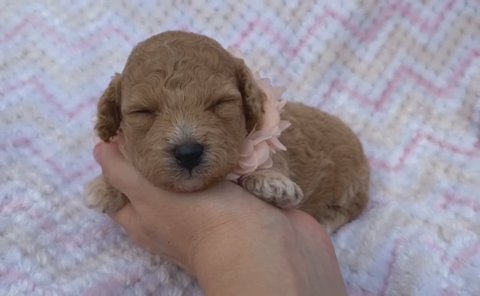 AKC Olivia in Campbellsville, Kentucky