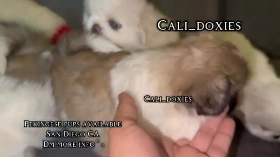 Pekingese Females & Boys in San Diego, California