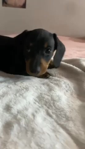 Dachshund Female in San Diego, California