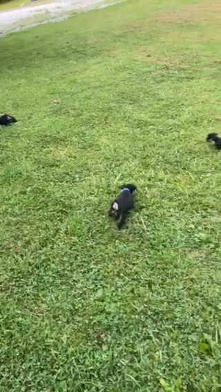 AKC Miniature Schnauzer in Centralia, Illinois