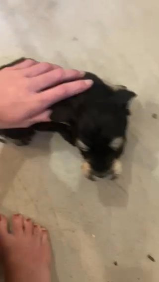 Miniature Schnauzer in Centralia, Illinois