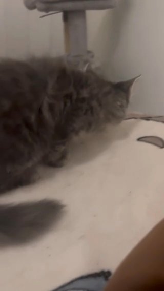 Gray Persian Mixed Kitten in Trenton, New Jersey