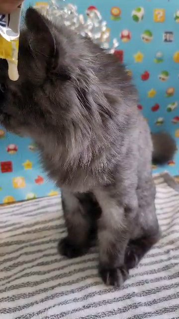 ?? PURE BREED PERSIAN ?? ?? PURE BRED PERSIAN ?? in Chicago, Illinois