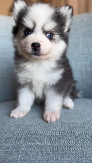 Pomsky in Mesa, Arizona