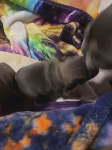 Male Akc French Bulldog in Henderson, Texas