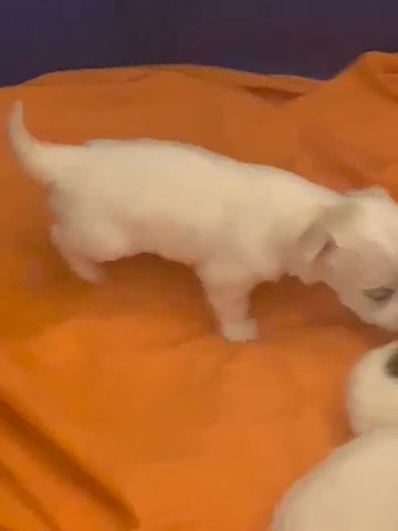 Coton de tulear in Newark, Delaware