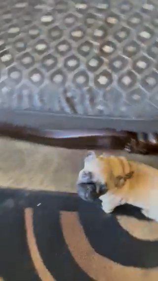 Male Pug For $500 in Los Angeles, California