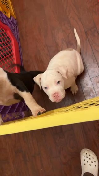 American pocket bully in Denton, Texas