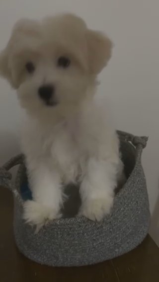 Havanese Male Puppy Sold in The Bronx, New York