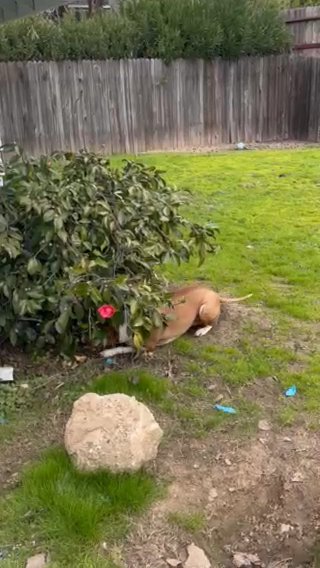 Rehoming This Energetic Little Boy in Roseville, California