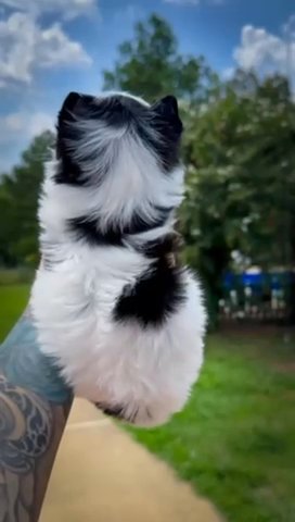 Tiny Kb Black Parti Female in Jackson, Tennessee
