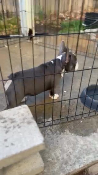 Blue And Tan Frenchie in Sacramento, California