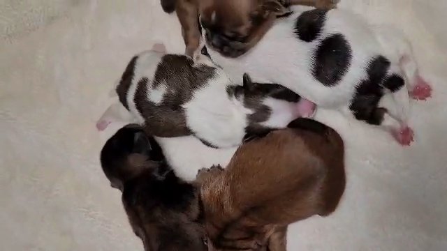 AKC Shih Tzu Male Brindle in Martinsville, Virginia