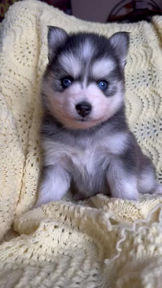 Nova Grey And White Blue Eye Pomsky in Mesa, Arizona