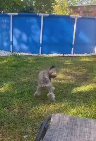 silver mini poodle in Pensacola, Florida