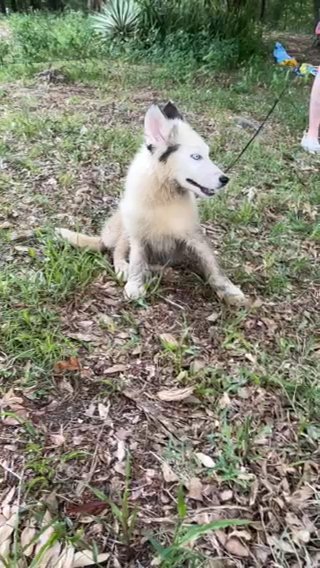 White Husky Boy in Lakeland, Florida