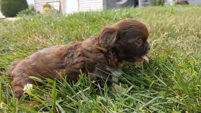 Yoda in Goshen, Indiana