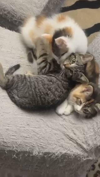 Baby Kittens in Mesa, Arizona