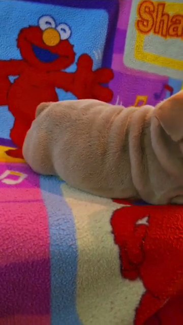 Lilac Tri English Bulldog Male in Owings Mills, Maryland