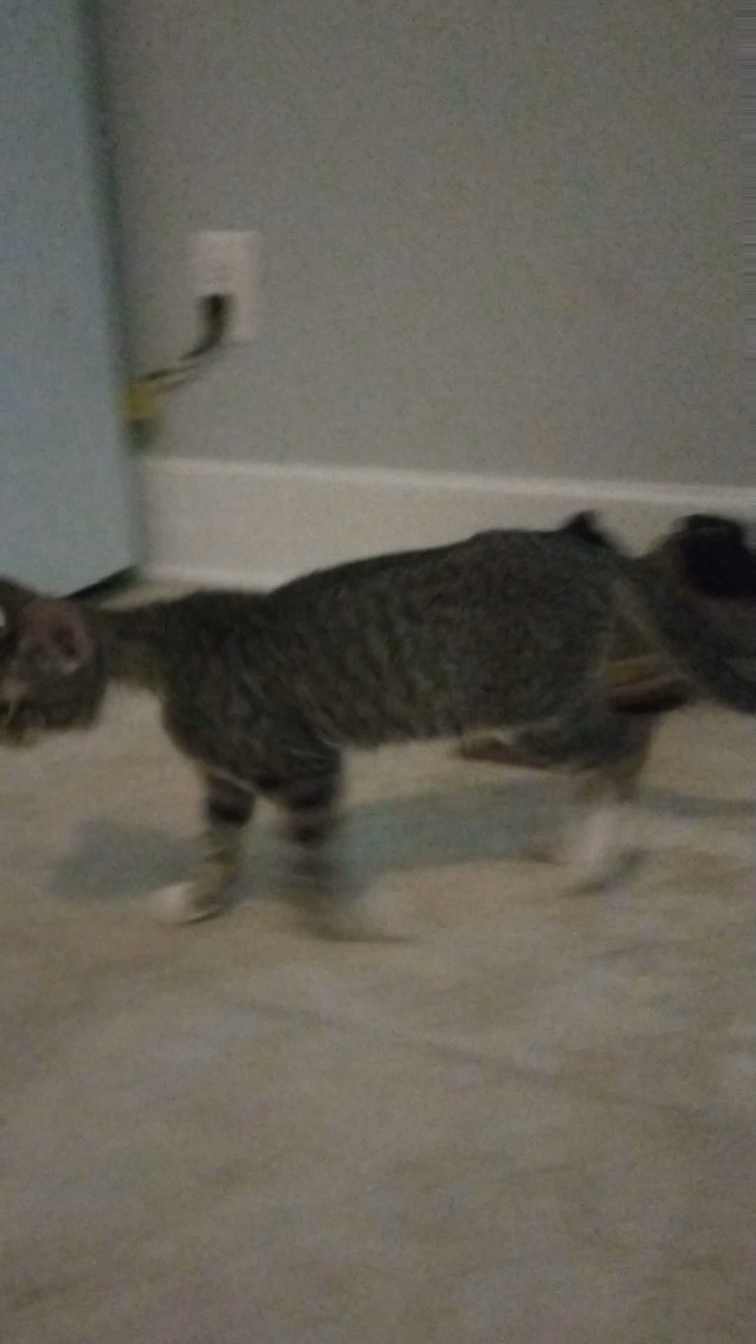 Stripe in Oxford, Alabama