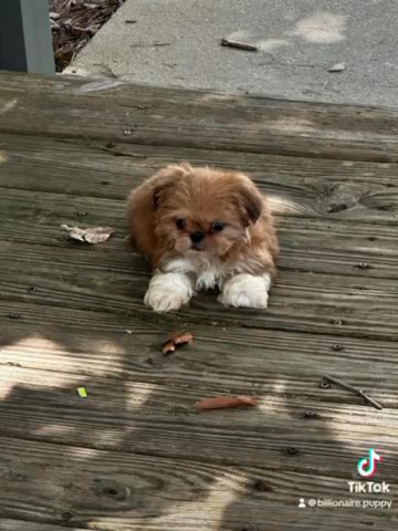 PJ in Jacksonville, Florida