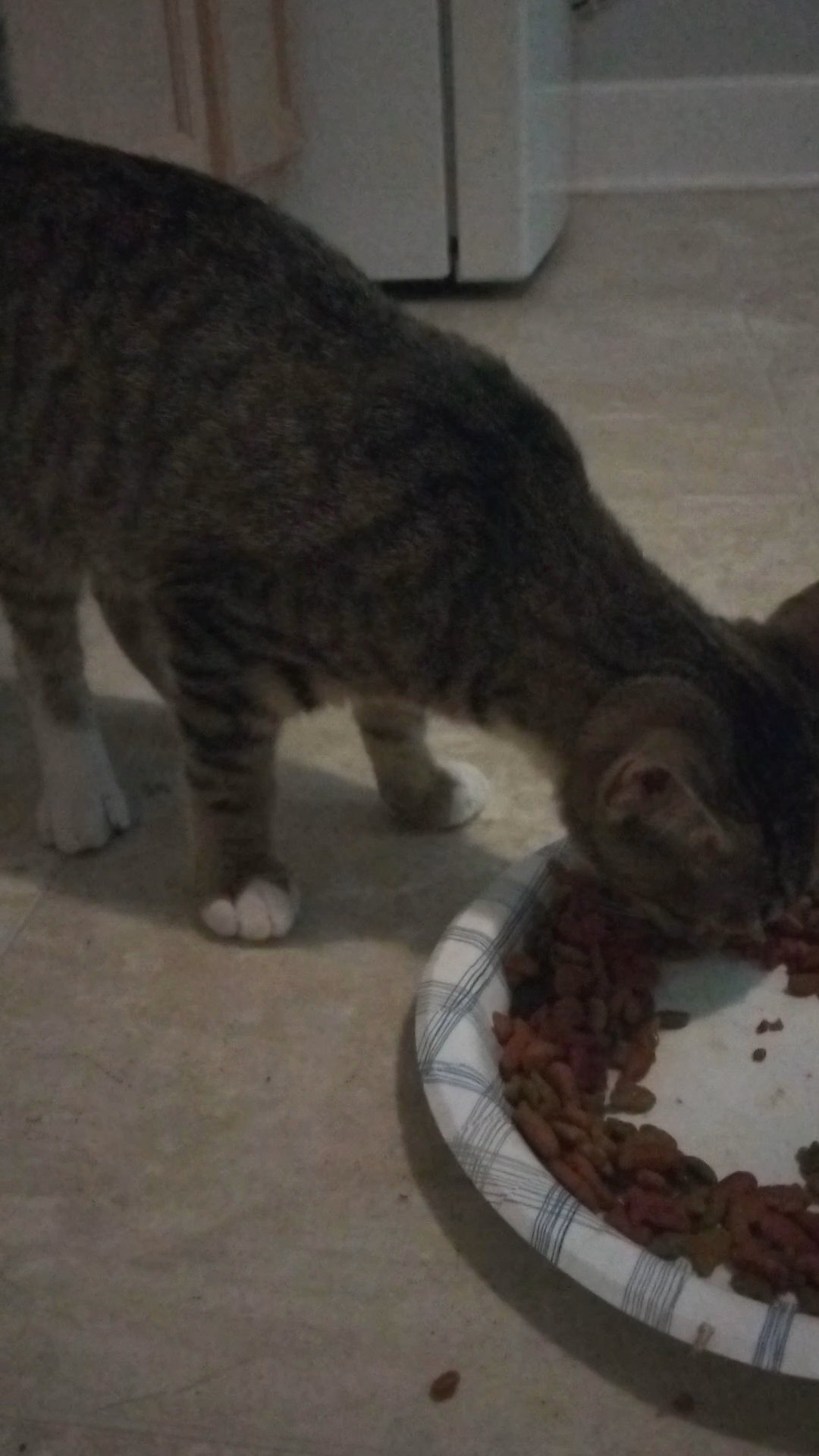 Monty in Oxford, Alabama