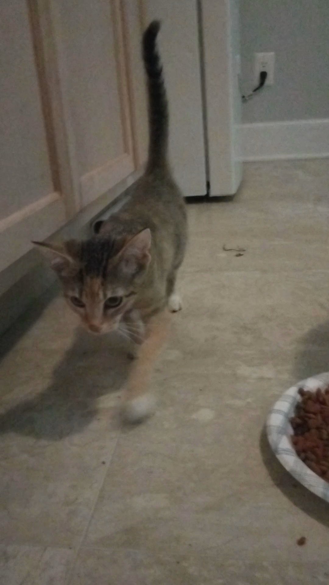 Ginger in Oxford, Alabama