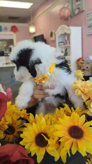 F1B Mini Bernedoodle GIRL (Emma-Anna) in Woodstock, Georgia