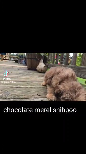 chocolate merel shihpoo in Virginia Beach, Virginia