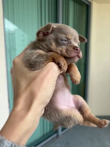 Longhair Female Lilac Blue in Hollywood, Florida