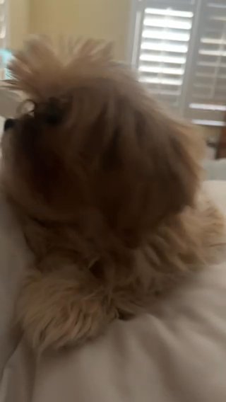 Evie Is Ready For A Home in Orlando, Florida