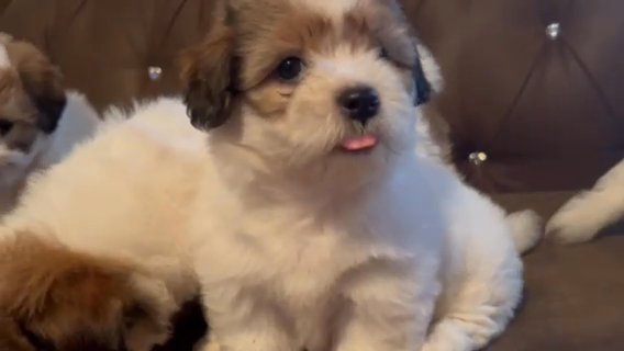 puppies in Orlando, Florida
