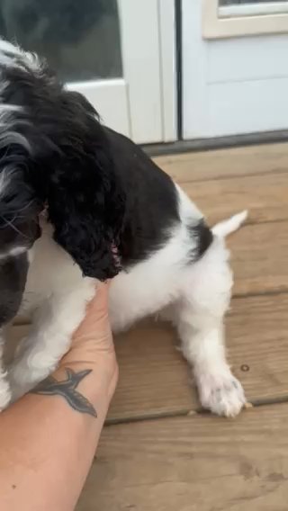 4 AKC Poodle Females in Easton, Maryland